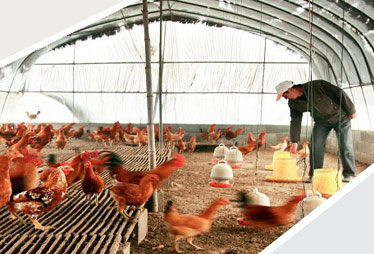 劉永好潘剛解讀家庭農場模式:非養殖大戶升級版