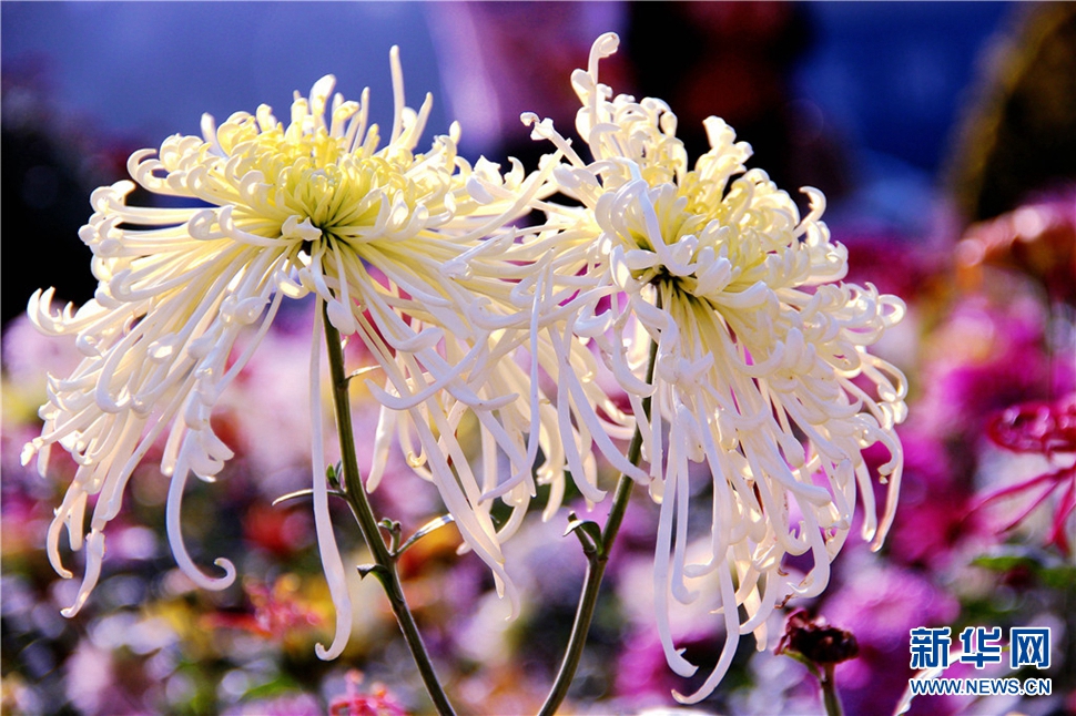 金秋時節，菊潤車城