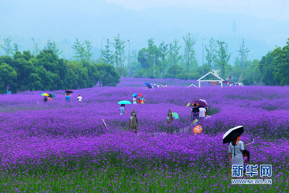 雨中游蓀湖花海，美翻了！