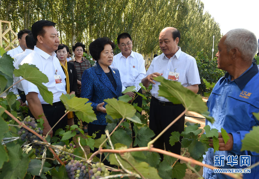 8月9日，中共中央政治局委員、中央統戰部部長、中央代表團副團長孫春蘭率中央代表團三分團，先后赴內蒙古自治區烏海市、阿拉善盟看望各族干部群眾。這是孫春蘭在烏海市漢森酒業集團的葡萄種植園了解葡萄種植情況。新華社記者 任軍川 攝