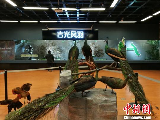 先有雞還是先有蛋？這個科普展覽有點“不一般”