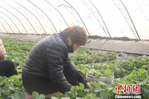 正值隆冬時節，山西省長治市長子縣天寒地凍，最低氣溫已有零下十幾度，當地的蔬菜大棚內卻“春意盎然”、生機勃勃?！⊥蹙S寧 攝