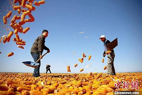 資料圖。農民揮動鐵锨晾曬玉米，使得滿地盡帶“黃金甲”，成為一道靚麗的風景線。趙琳 攝