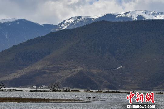 圖為在納帕海濕地棲息的候鳥?！⑷疥?攝