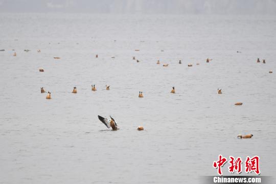 圖為在納帕海濕地棲息的候鳥?！⑷疥?攝