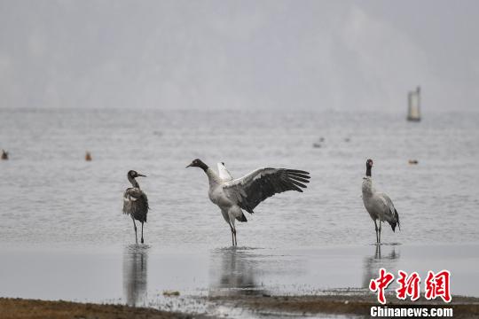 圖為在納帕海濕地棲息的黑頸鶴?！⑷疥?攝