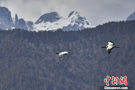 圖為在納帕海濕地上空飛翔的黑頸鶴?！⑷疥?攝