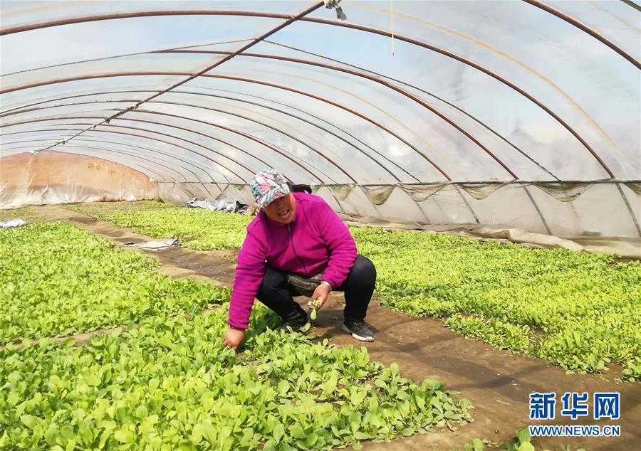 （在習近平新時代中國特色社會主義思想指引下——新時代新作為新篇章·圖文互動）（3）“黑三星村”緣何變成示范村？——東北一小村莊的脫貧振興路 