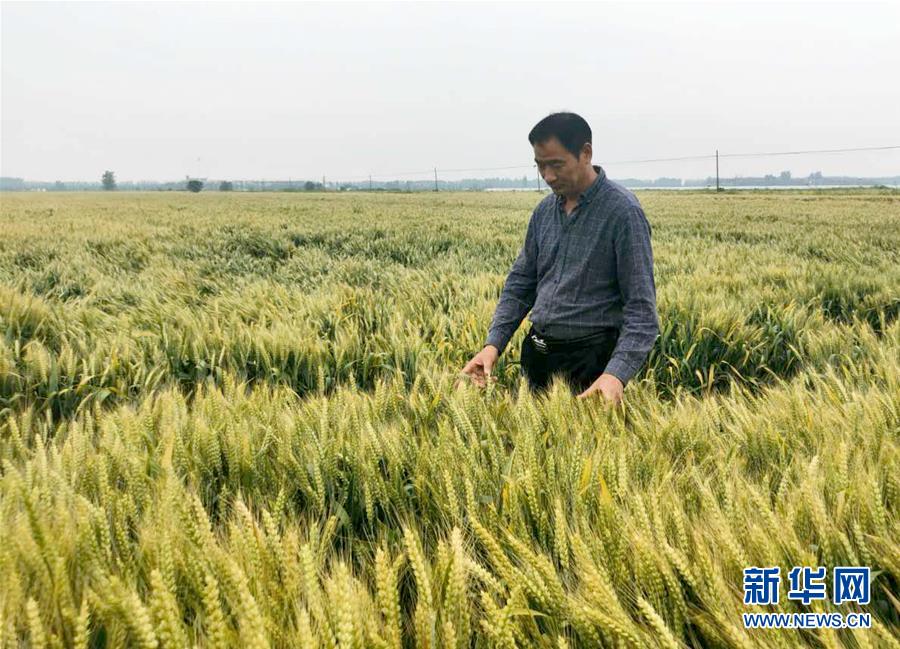 （在習近平新時代中國特色社會主義思想指引下——新時代新作為新篇章·習近平總書記關切事·圖文互動）（1）新農事、新希望——夏收前田間新動態掃描