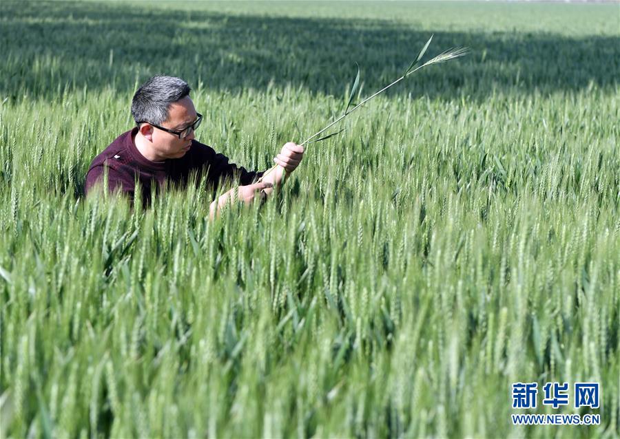 （在習近平新時代中國特色社會主義思想指引下——新時代新作為新篇章·習近平總書記關切事·圖文互動）（5）新農事、新希望——夏收前田間新動態掃描