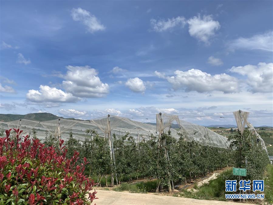 （決戰決勝脫貧攻堅·圖文互動）（3）高原紅了，日子好了——貴州海拔最高縣發展蘋果產業見聞