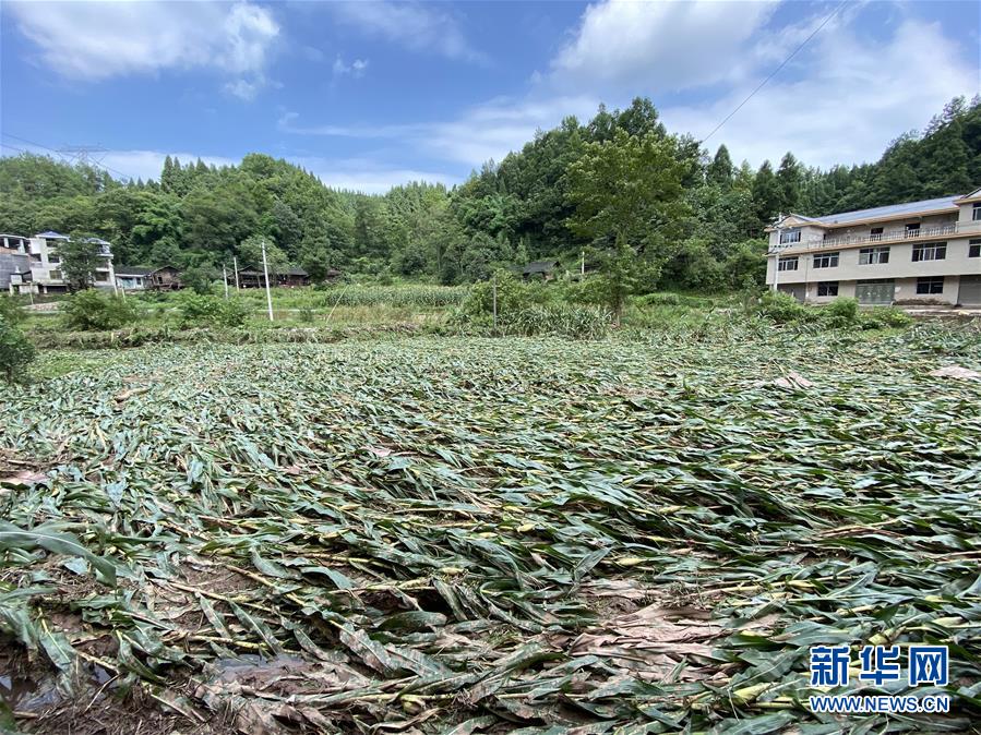 （防汛抗洪·圖文互動）（4）山洪襲來前，澧水河畔大轉移