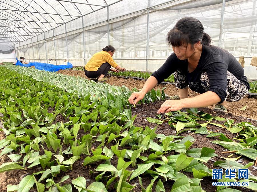 （防汛抗洪·圖文互動）（4）修路通水忙重建 補種搶收復生產——湘西山洪后恢復生產生活見聞