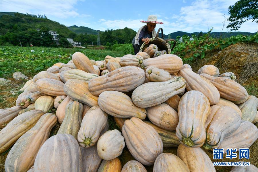 （決戰決勝脫貧攻堅·圖文互動）（6）“草鞋村”的致富經