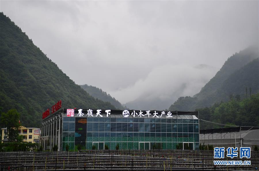 （新華全媒頭條·走向我們的小康生活·圖文互動）（3）蹚出綠色小康路——陜南秦巴山區的脫貧答卷