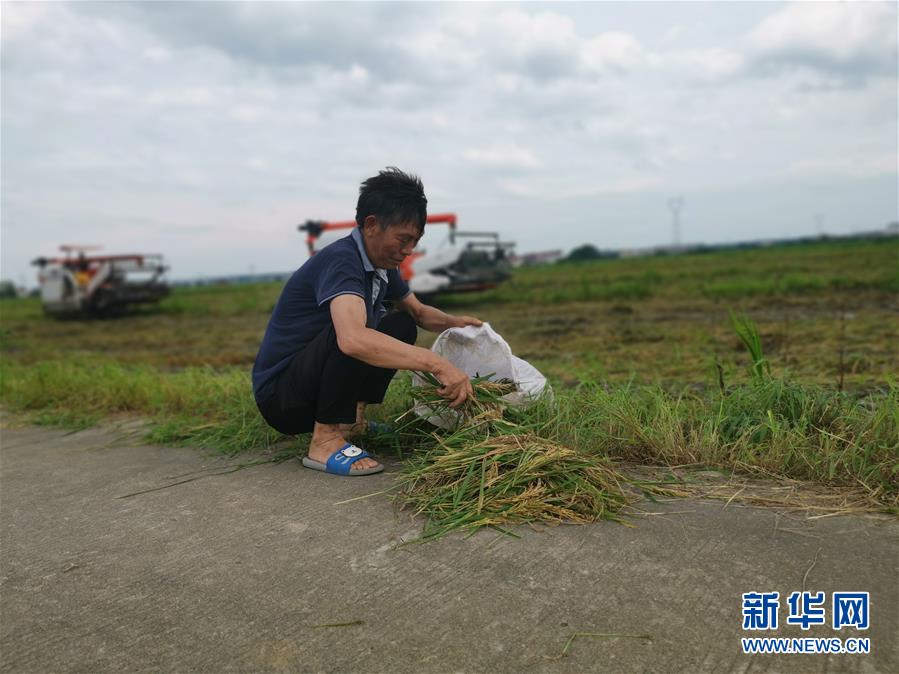 （新華視點·聚焦餐桌外的浪費·圖文互動）（1）顆粒歸倉為何難實現？我國糧食收割環節損失驚人