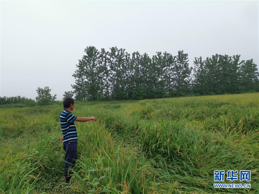 （新華視點·聚焦餐桌外的浪費·圖文互動）（2）顆粒歸倉為何難實現？我國糧食收割環節損失驚人