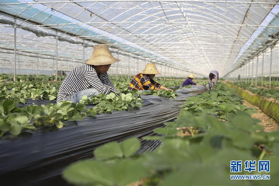 （新華全媒頭條·決戰決勝脫貧攻堅·督戰未摘帽貧困縣·圖文互動）（12）不獲全勝，決不收兵——全國52個掛牌督戰貧困縣脫貧攻堅紀實