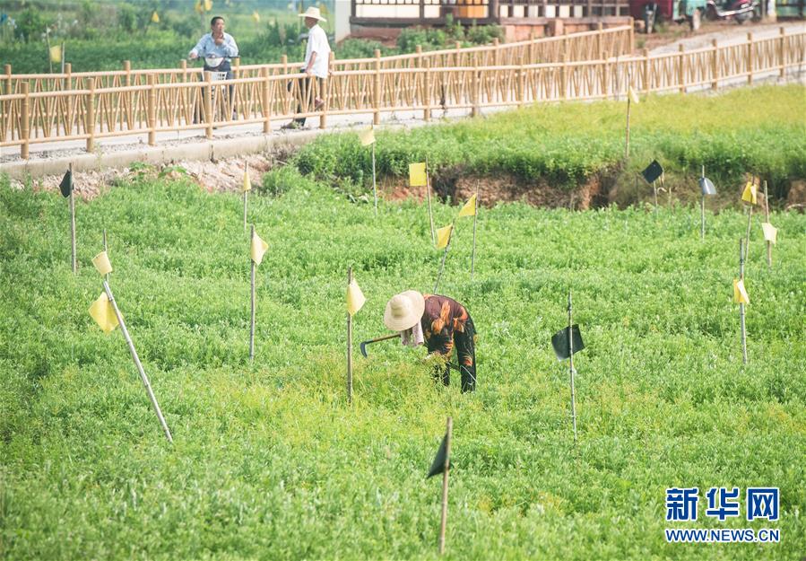 （新華全媒頭條·走向我們的小康生活·圖文互動）（9）特殊之年，荊楚大地書寫不平凡的答卷