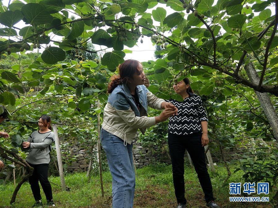 （新華全媒頭條·圖文互動）（10）初夏，循著總書記的腳步探訪產業扶貧新事