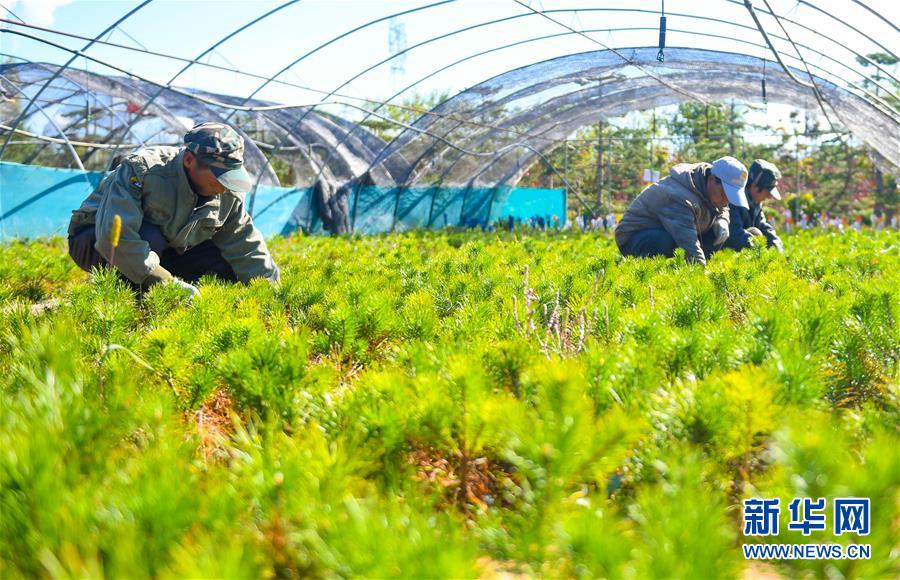 （在習近平新時代中國特色社會主義思想指引下——新時代新作為新篇章·習近平總書記關切事·圖文互動）（8）綠意，在黃沙中鋪展——我國防沙治沙紀實