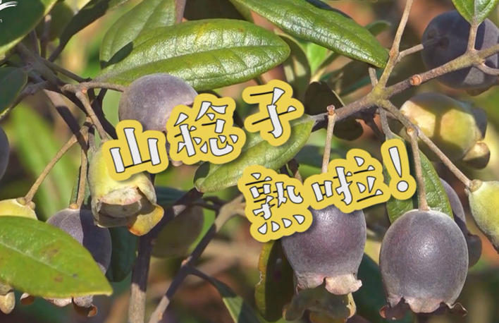 走向我們的小康生活丨山稔子熟啦！