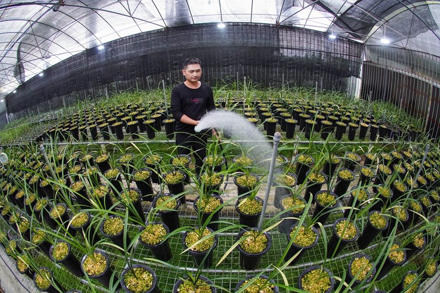 年貨來啦！蘭葉葳蕤為新春