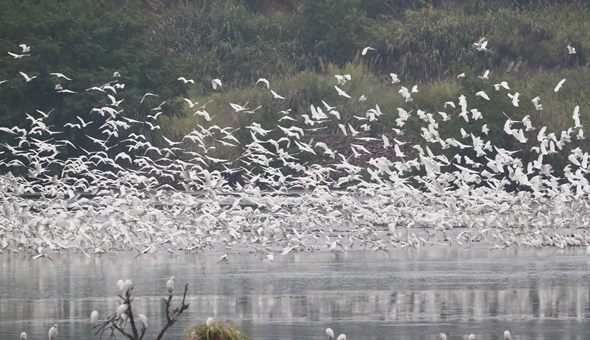 山清水秀候鳥歸&mdash;&mdash;&ldquo;護鳥營&rdquo;的新年守望