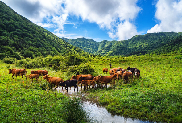 從&ldquo;耍耍牛&rdquo;到&ldquo;致富牛&rdquo;&mdash;&mdash;牛年看牛鄉的&ldquo;脫貧密碼&rdquo;
