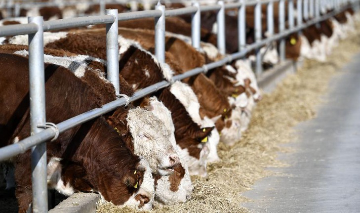塞上&ldquo;五牛圖&rdquo;繪就鄉村振興新氣象