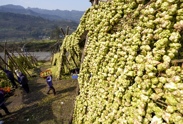 涪陵榨菜：&ldquo;青疙瘩&rdquo;變&ldquo;金疙瘩&rdquo;