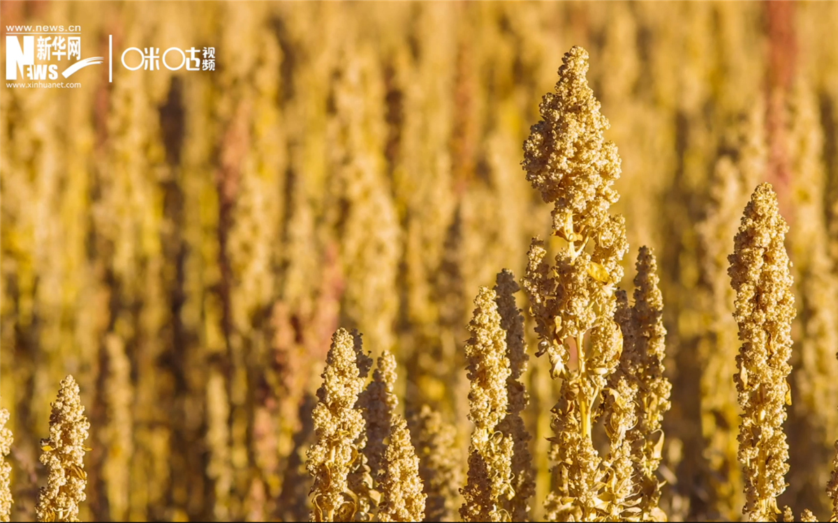 藜麥有極強的環境適應能力和低成本、高回報的種植模式