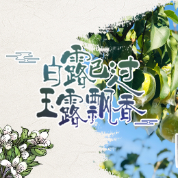 白露已過，玉露飄香