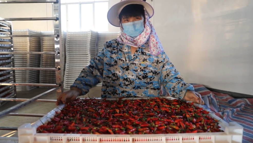 你怎么“辣”么好看！小辣椒映紅脫貧路