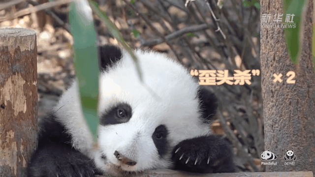 請注意，前方有滾滾發起近距離“歪頭殺”
