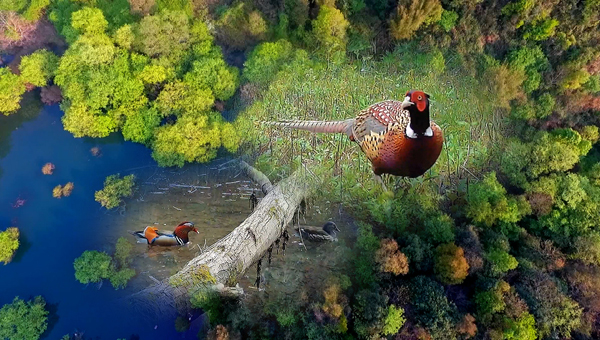 世界地球日丨神奇珍稀動物在哪里？車八嶺國家級自然保護區走一波