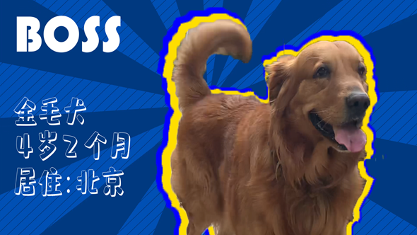 有效拴繩&科學遛狗——如何文明養犬？“撿屎官”們快看過來！