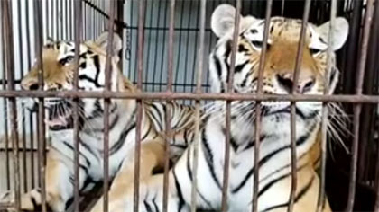 專家分析：老虎咬死飼養員事件 暴露哪些問題？