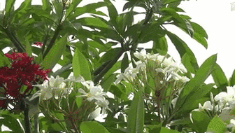 云南西雙版納：雞蛋花盛開！帶你看看一樹多花的奇觀