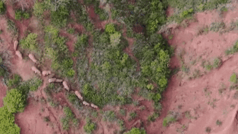 “象”往何方？ 象群正翻山南行 當地有序疏散群眾
