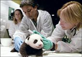 為什么動物能成為當之無愧的外交使者？
