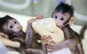 重大突破！兩只克隆猴在中國誕生
