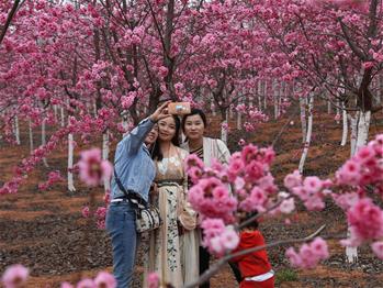 櫻花漫山，一份14年的等待